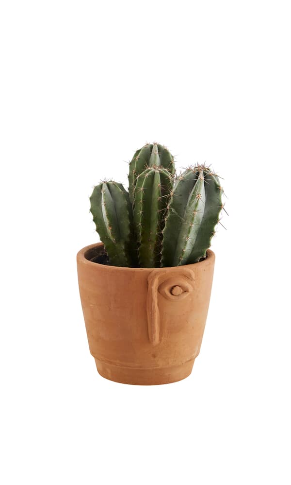 Terracotta flower pot 