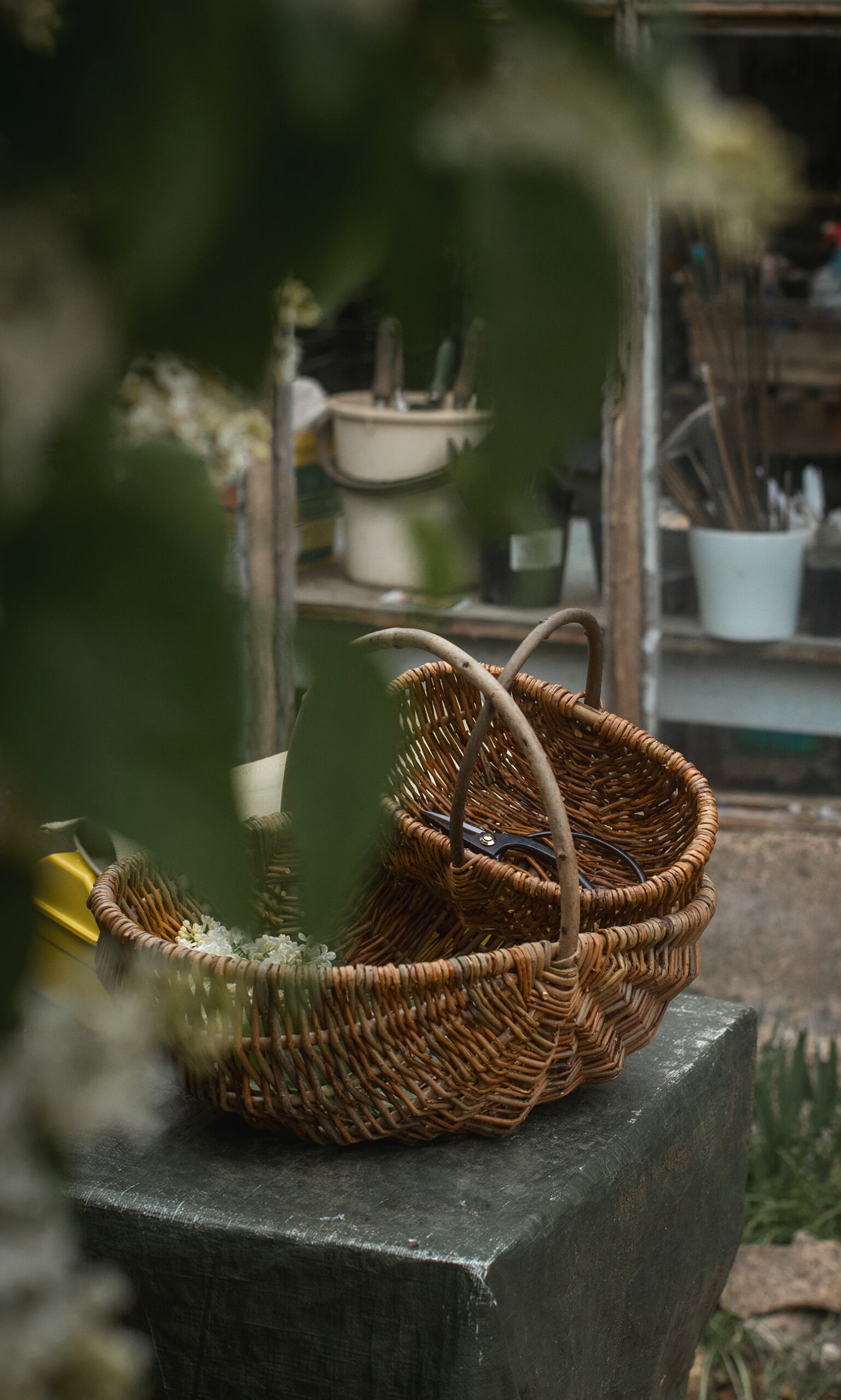 Mushroom basket