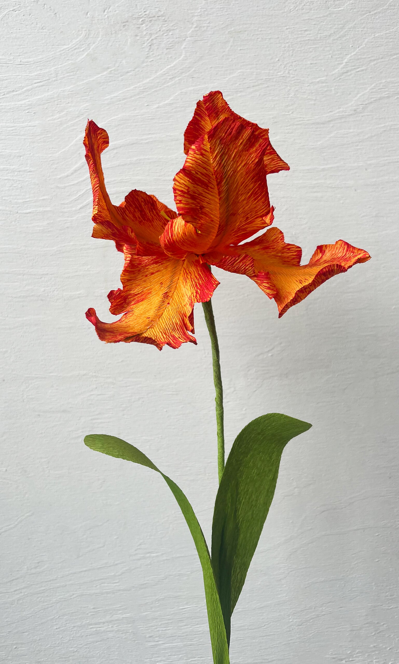 Parrot Tulip 