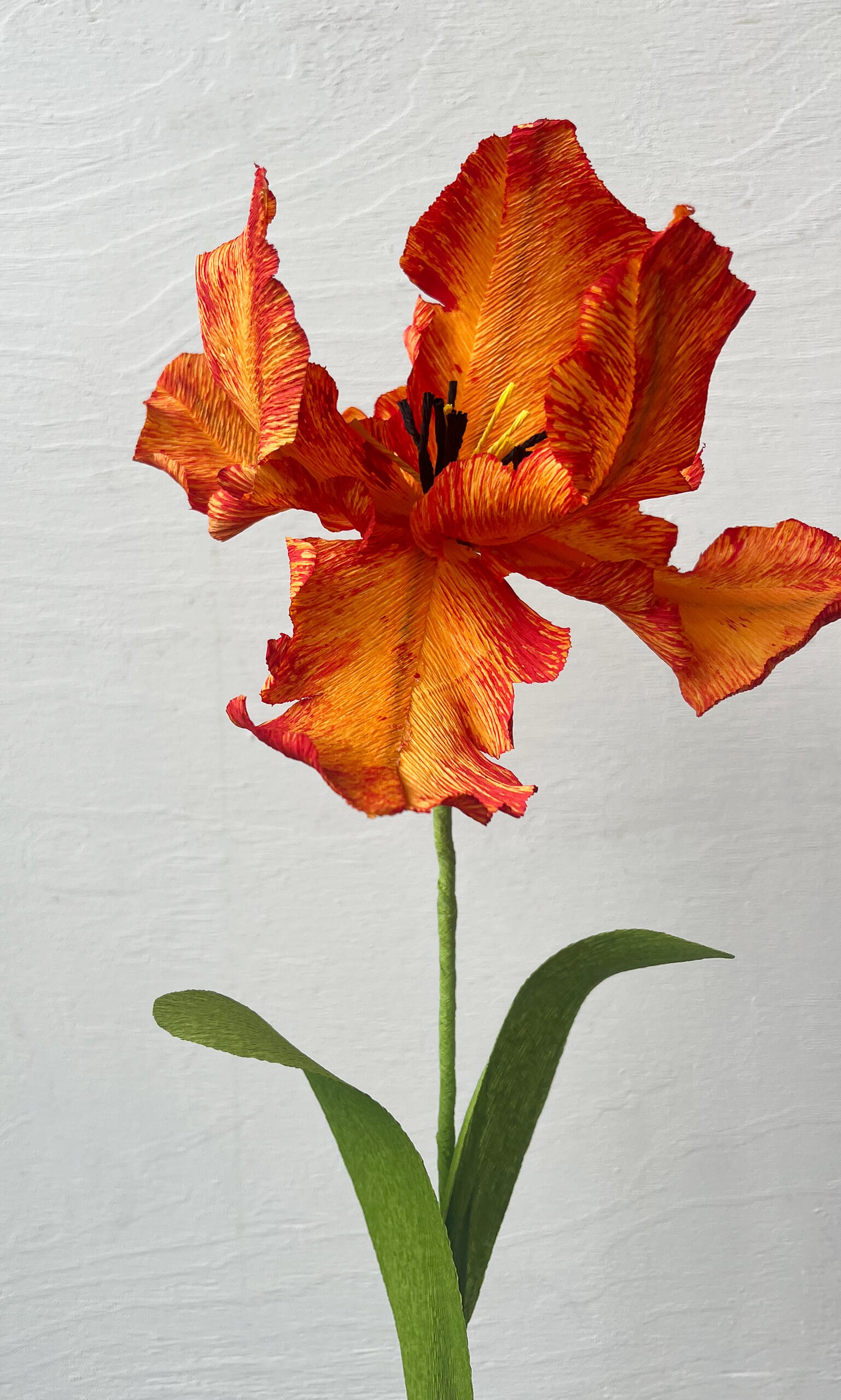 Parrot Tulip 