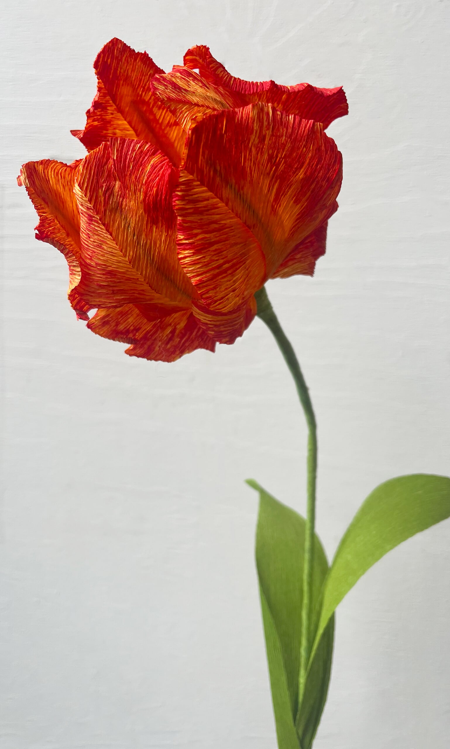 Parrot Tulip 